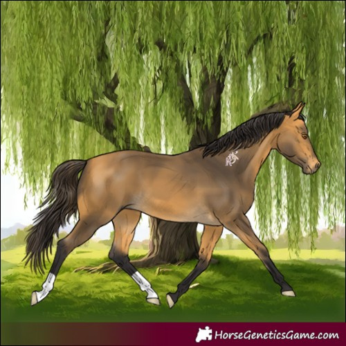 Horse Color:Buckskin