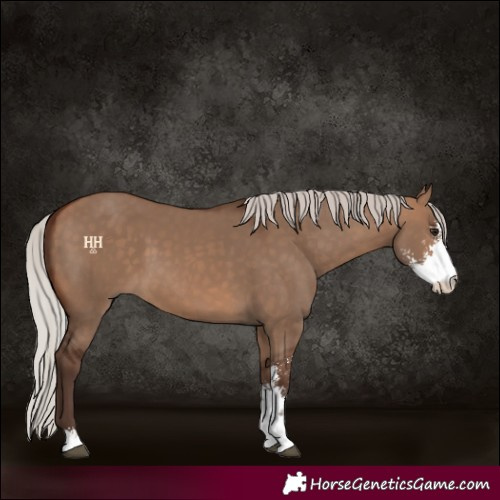 Horse Color:Silver Brown Dun Sabino
