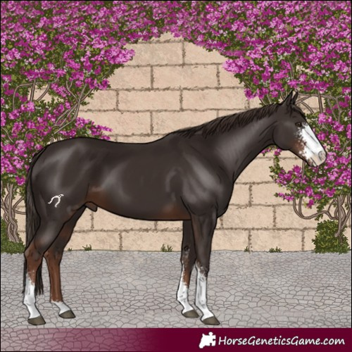 Horse Color:Liver Chestnut Sabino