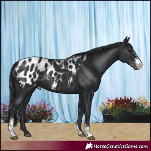Horse Color:Black Sabino Appaloosa 