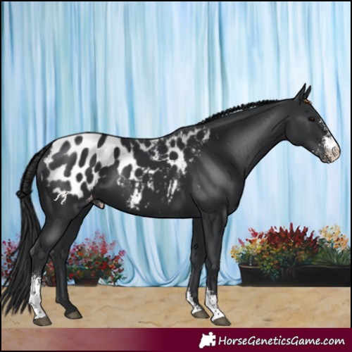 Horse Color:Black Sabino Appaloosa 