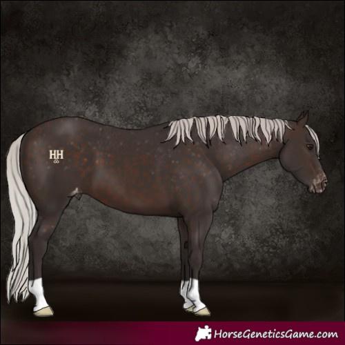 Horse Color:Silver Brown Appaloosa