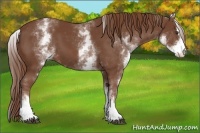 Horse Color:White Spotted Chestnut Sabino