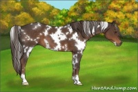 Horse Color:White Spotted Liver Chestnut 