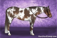 Horse Color:White Spotted Liver Chestnut 