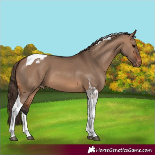 Horse Color:Brown Dun Tobiano Blanket 