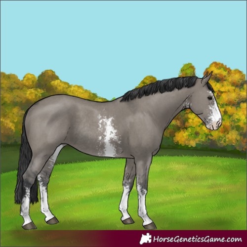 Horse Color:Grullo Sabino Rabicano 