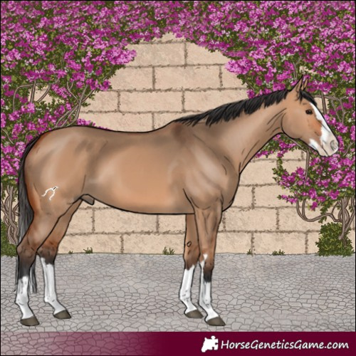 Horse Color:Bay Dun Splash 
