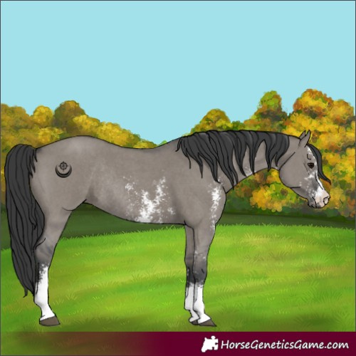 Horse Color:Grullo Sabino Rabicano 