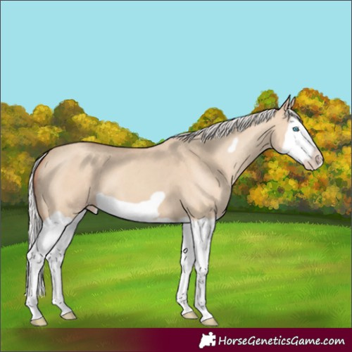 Horse Color:Silver Classic Champagne Dun Splash Frame 