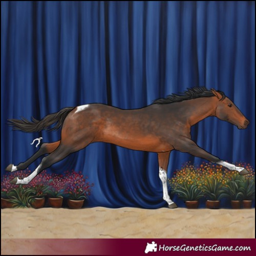 Horse Color:Bay Tobiano Rabicano 