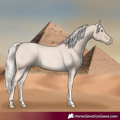 Horse Color:Cremello Roan Sabino 