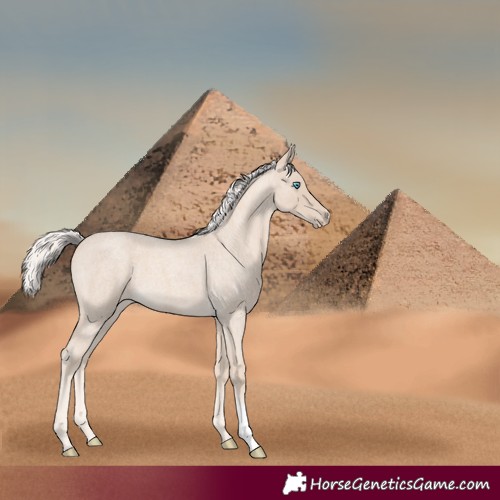 Horse Color:Cremello Roan Sabino 