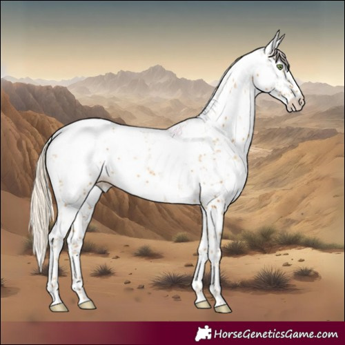 Horse Color:Gold Cream Champagne Sabino Appaloosa Rabicano