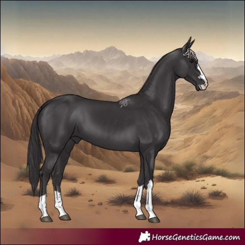 Horse Color:Smoky Black Rabicano