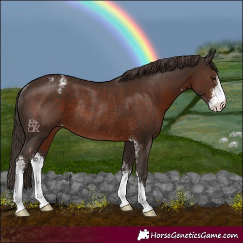 Horse Color:Liver Chestnut Sabino Appaloosa Rabicano