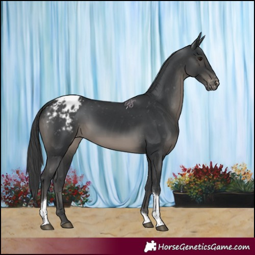 Horse Color:Black Tobiano Blanket