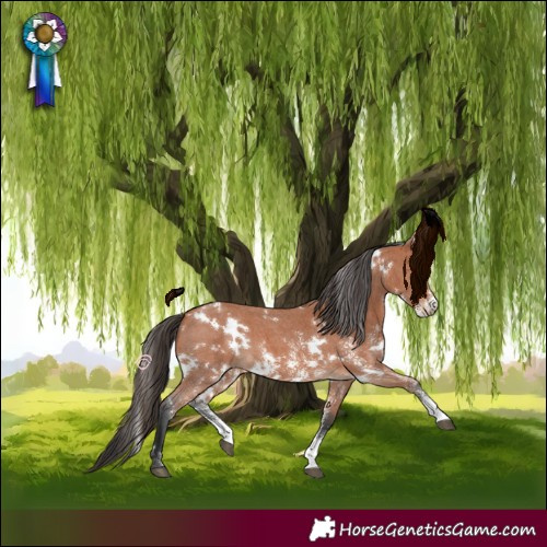 Horse Color:White Spotted Bay Sabino