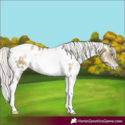 Horse Color:White Spotted Silver Buckskin Pearl Tobiano Appaloosa