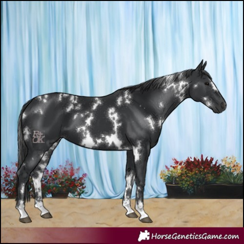 Horse Color:White Spotted Black