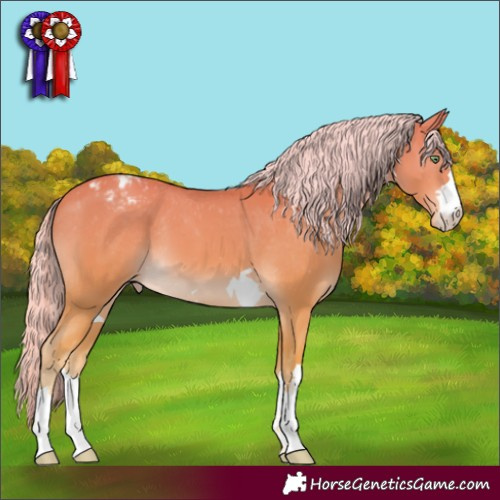 Horse Color:Gold Cream Champagne Appaloosa 