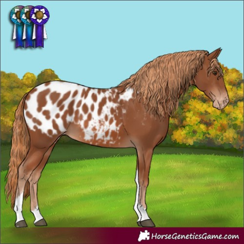 Horse Color:Chestnut Tobiano Appaloosa Rabicano