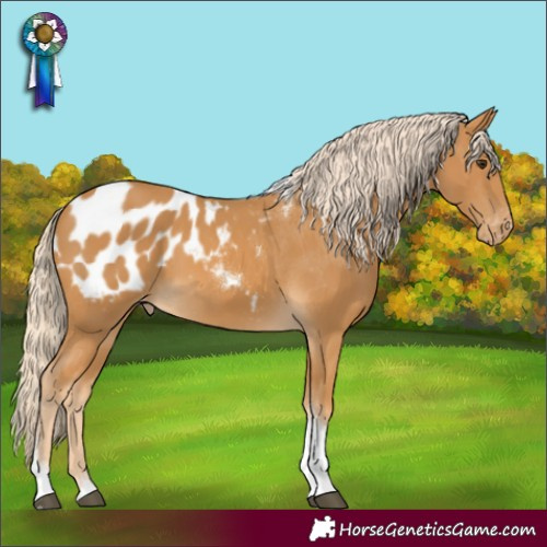 Horse Color:Palomino Tobiano Appaloosa 