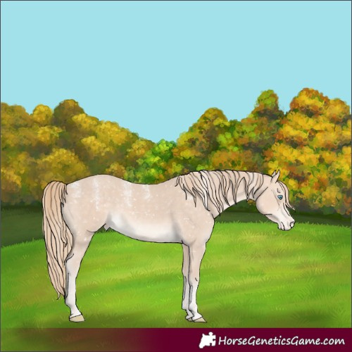 Horse Color:Powder White Perlino Sabino Appaloosa