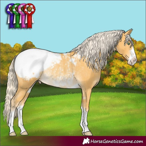 Horse Color:Gold Cream Champagne Appaloosa Rabicano 