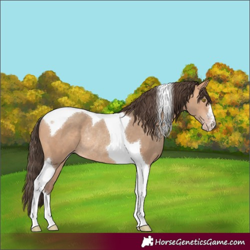 Horse Color:Amber Champagne Tobiano Rabicano 