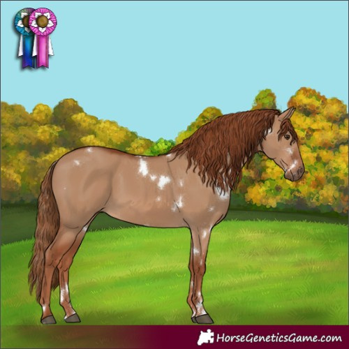 Horse Color:White Spotted Red Dun 