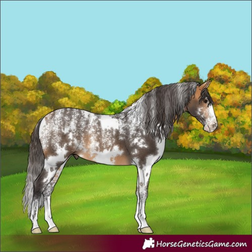 Horse Color:Powder White White Spotted Buckskin 