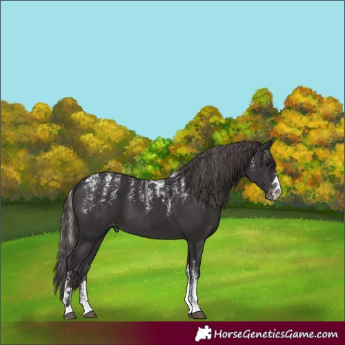 Horse Color:Powder White Smoky Black Appaloosa