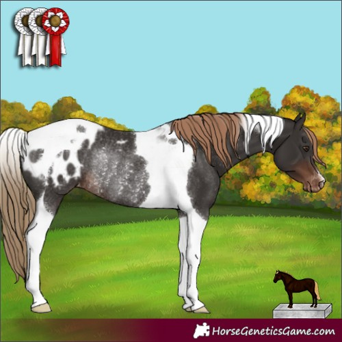 Horse Color:Liver Chestnut Tobiano Appaloosa Rabicano 