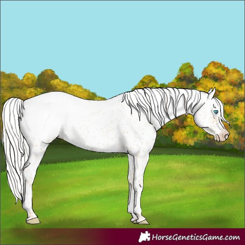 Horse Color:Silver Smoky Black Pearl Sabino Appaloosa Rabicano 