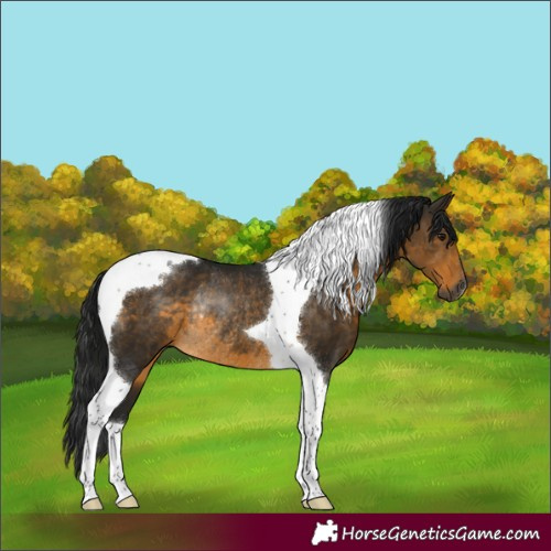 Horse Color:Gray Buckskin Tobiano Rabicano