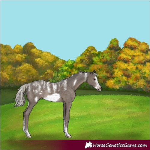 Horse Color:Powder White Silver Black Sabino Frame Rabicano 