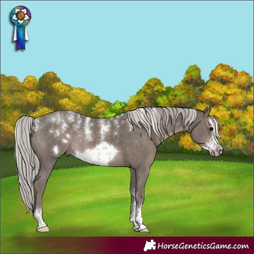 Horse Color:Powder White Silver Black Sabino Frame Rabicano 
