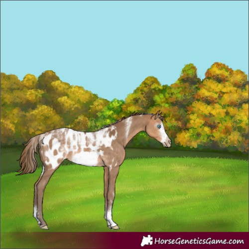 Horse Color:Powder White Gray Perlino Sabino Frame Appaloosa 
