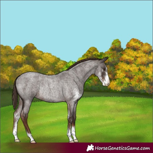 Horse Color:Liver Red Roan Sabino Rabicano