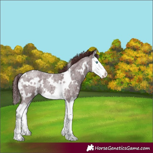 Horse Color:White Spotted Chocolate Brown Roan Splash 