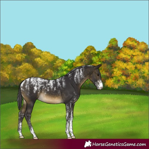Horse Color:Powder White Buckskin