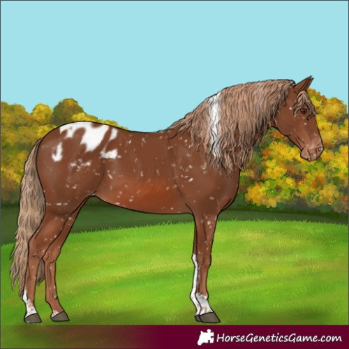 Horse Color:Chestnut Tobiano Appaloosa