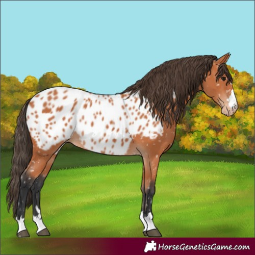 Horse Color:Bay Appaloosa