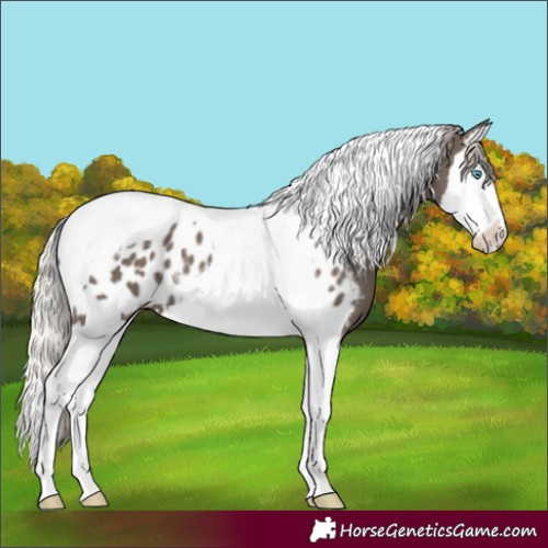 Horse Color:Silver Black Splash Tobiano Appaloosa