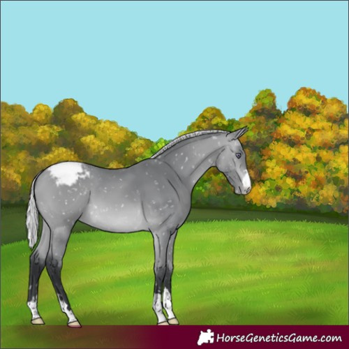 Horse Color:Silver Bay Chinchilla Appaloosa