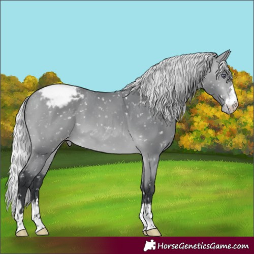 Horse Color:Silver Bay Chinchilla Appaloosa 