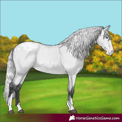 Horse Color:Silver Bay Chinchilla Tobiano Appaloosa 