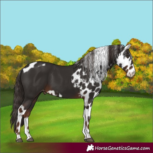 Horse Color:Liver Chestnut Tobiano Skewed Appaloosa