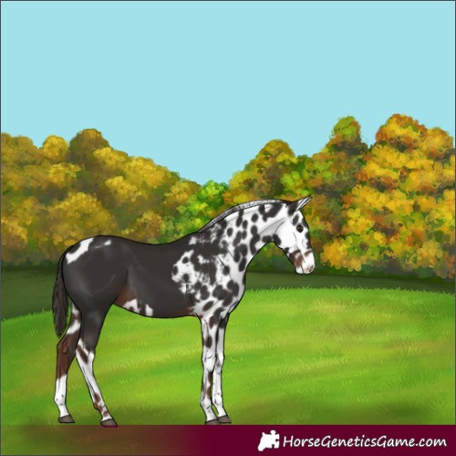 Horse Color:Liver Chestnut Tobiano Skewed Appaloosa 